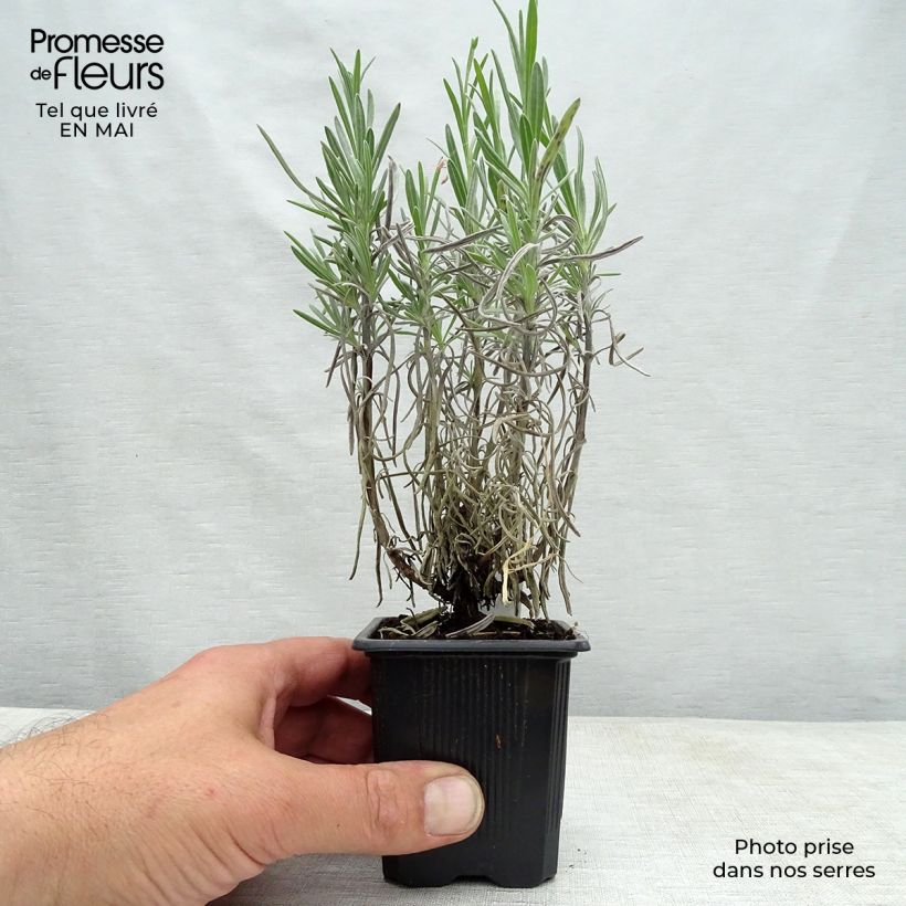 Lavanda intermedia Grappenhall - Lavandín Maceta de 8/9 cm Ejemplar entregado en la primavera