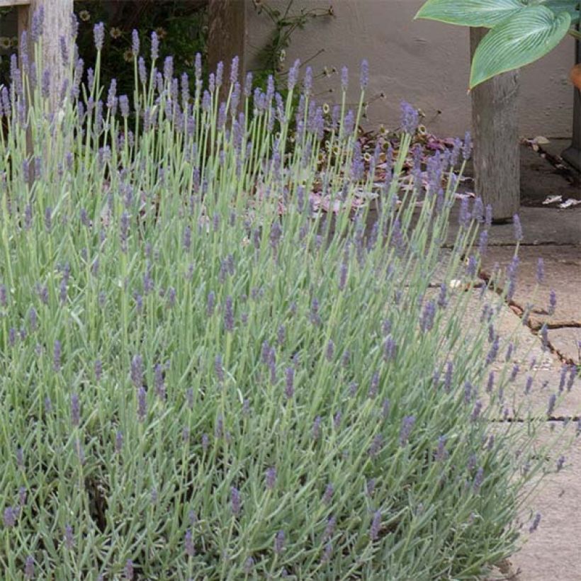 Lavanda Richard Gray (Floración)