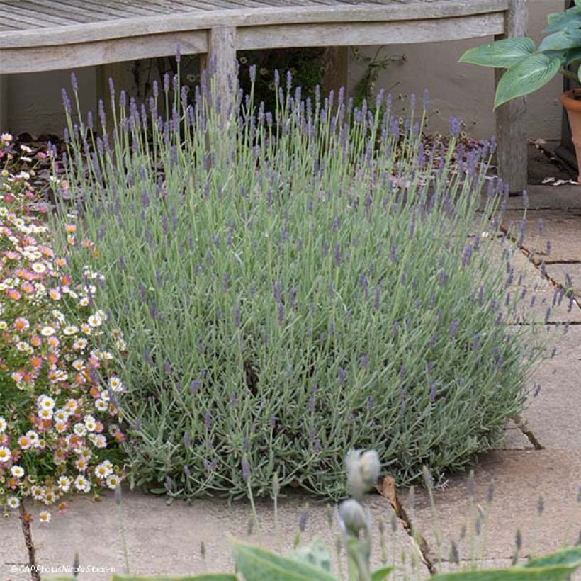 Lavanda Richard Gray (Porte)