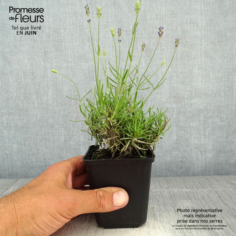 Lavanda angustifolia Blue Jeans Maceta de 8/9 cm Ejemplar entregado en la primavera