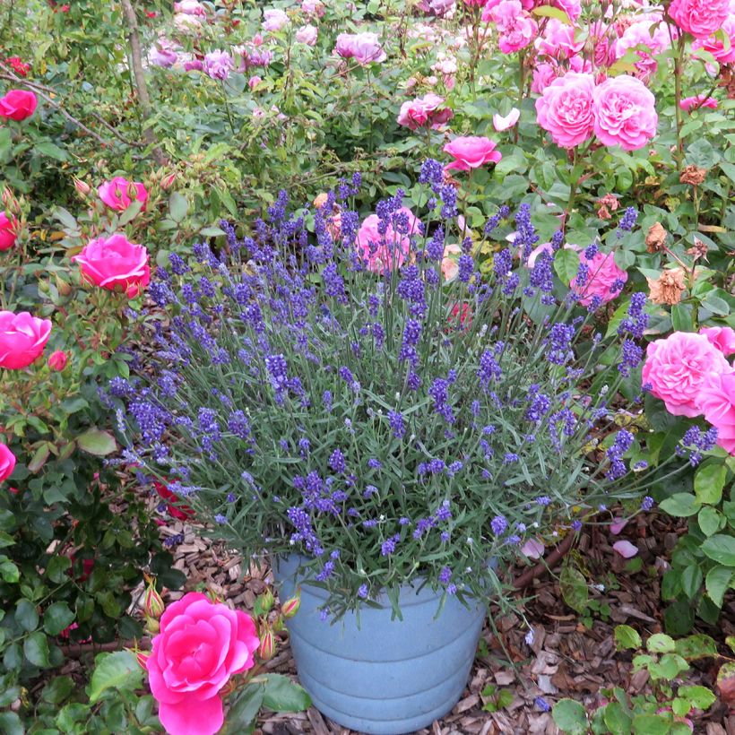 Lavanda angustifolia Blue Jeans (Porte)