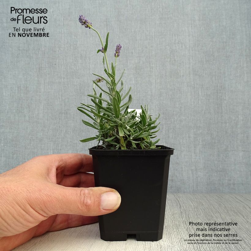 Ejemplar de Lavanda angustifolia Essence Purple Maceta de 8/9 cm entregado en otoño