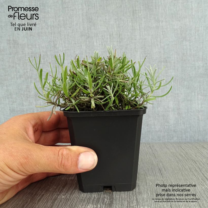 Ejemplar de Lavanda angustifolia Essence Purple Maceta de 8/9 cm entregado en verano