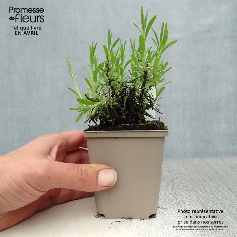 Lavanda angustifolia Essence Purple Maceta de 8/9 cm Ejemplar entregado en la primavera