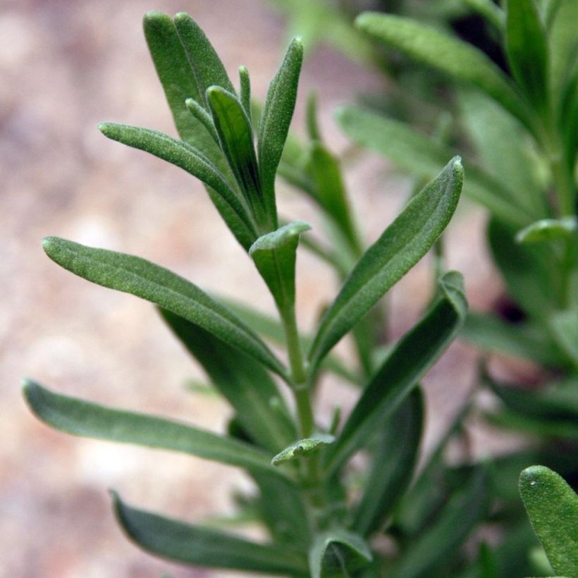 Lavanda angustifolia Siesta (Follaje)