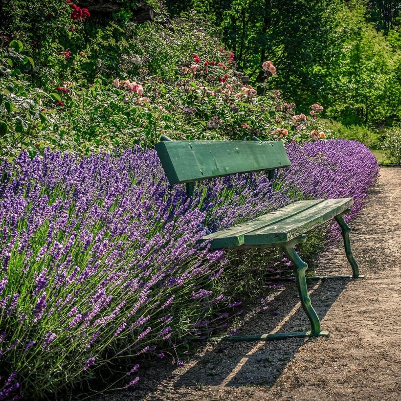 Lavanda angustifolia Siesta (Porte)