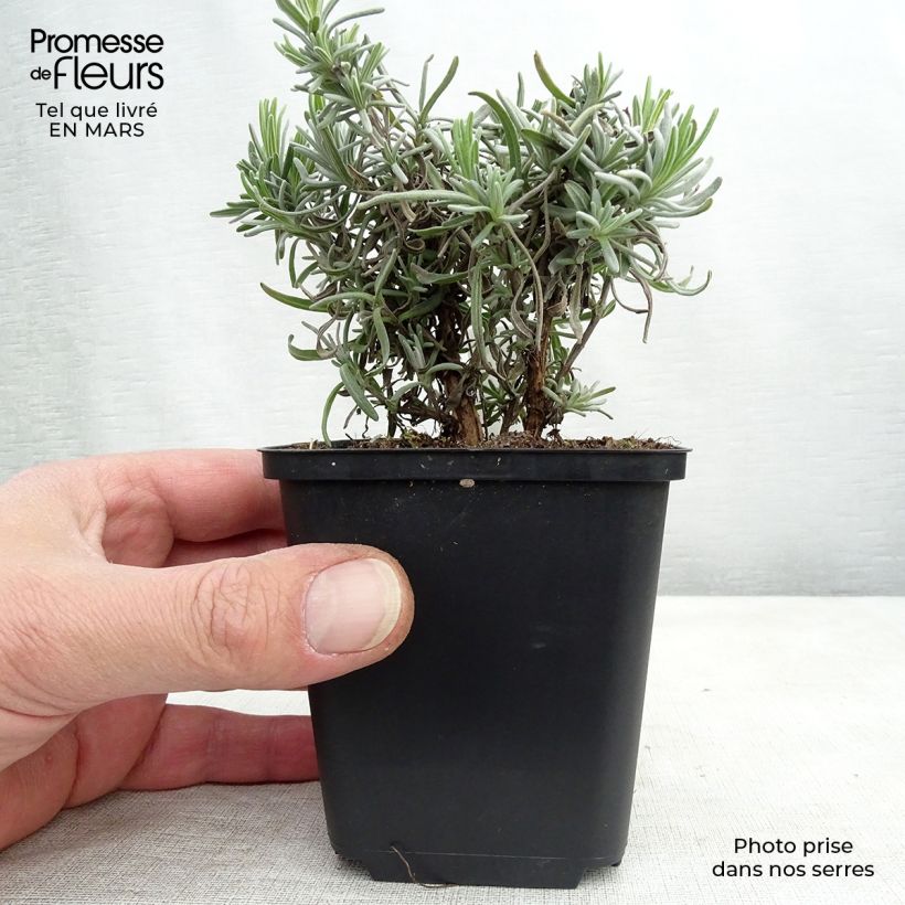 Lavanda angustifolia Twickel Purple Maceta de 8/9 cm Ejemplar entregado en la primavera