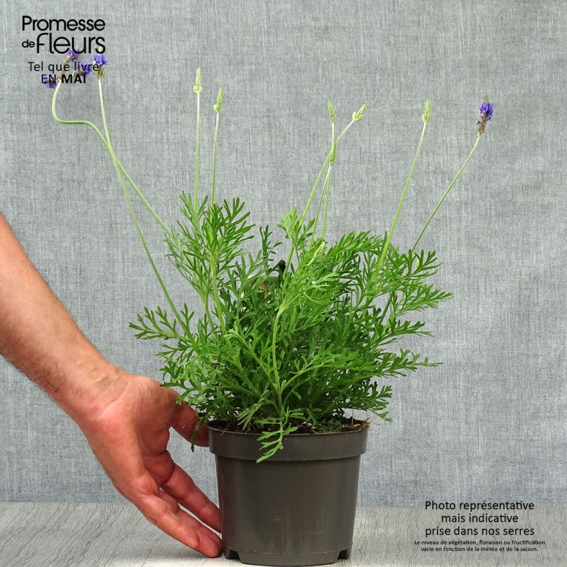 Lavanda pinnata - Matorrisco de Lanzarote Maceta 1,5L/2L Ejemplar entregado en la primavera