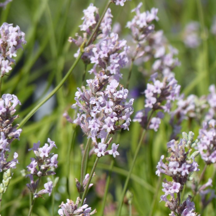 Lavanda angustifolia Rosea (Floración)