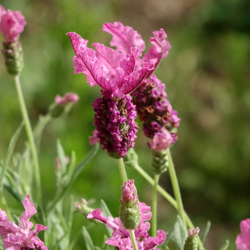 Lavanda stoechas The Princess - Cantueso (Floración)
