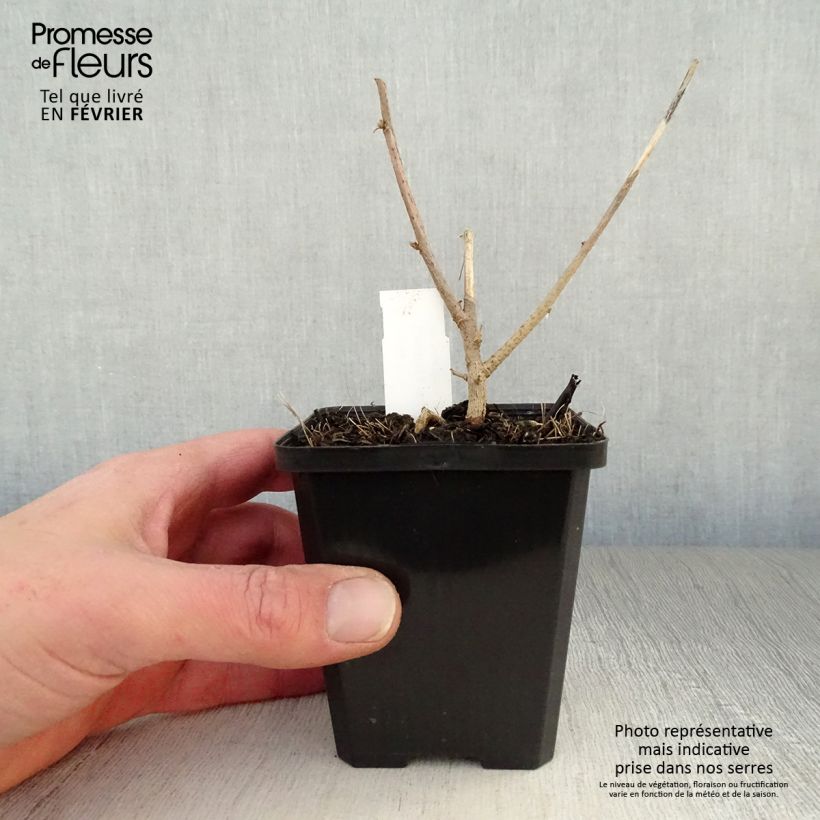 Lavatera maritima - Malva de Mar Maceta de 8/9 cm Ejemplar entregado en invierno