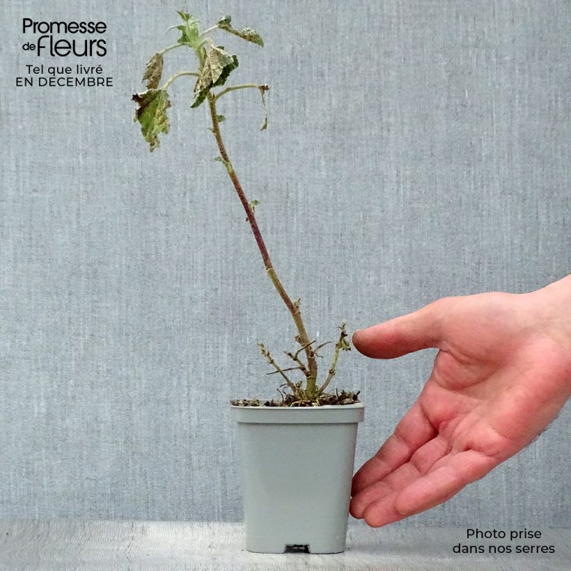 Lavatera Barnsley Maceta de 8/9 cm Ejemplar entregado en invierno