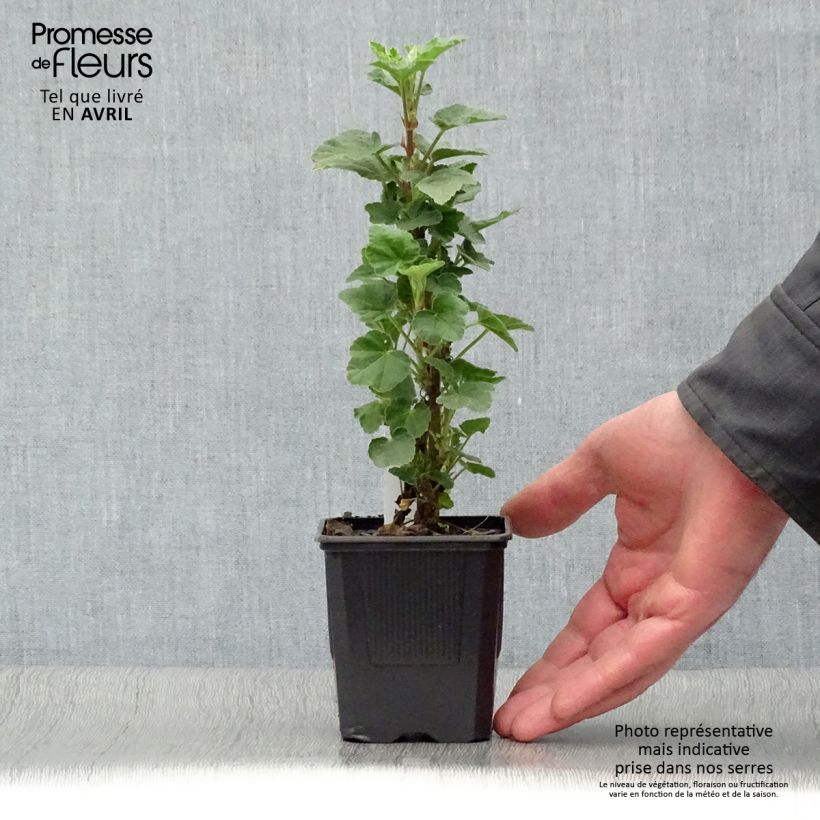 Lavatera Barnsley Maceta de 8/9 cm Ejemplar entregado en la primavera