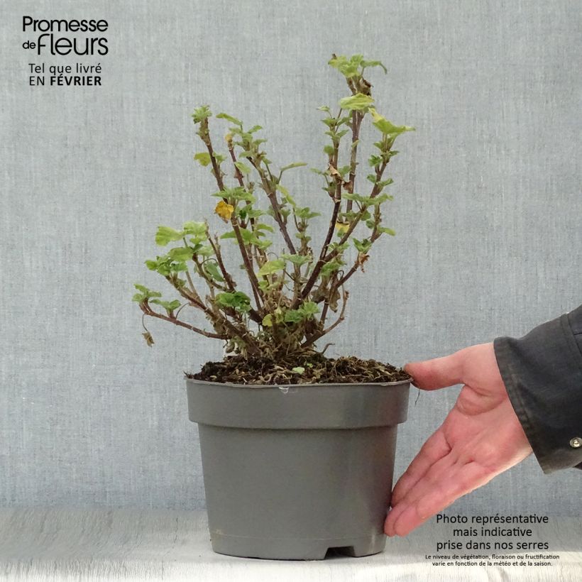 Lavatera Barnsley Maceta 2L/3L Ejemplar entregado en invierno