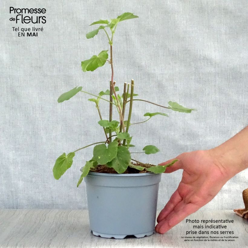 Lavatera Barnsley Maceta 2L/3L Ejemplar entregado en la primavera