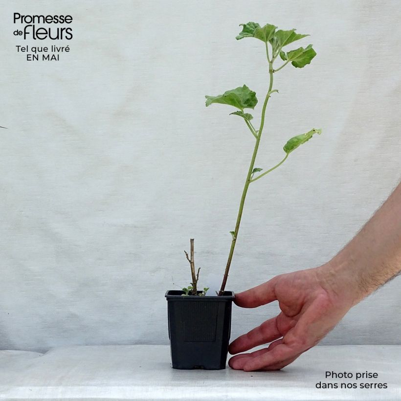 Lavatera Barnsley Baby Maceta de 8/9 cm Ejemplar entregado en la primavera