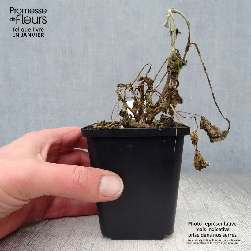 Lavatera Barnsley Baby Maceta de 8/9 cm Ejemplar entregado en invierno