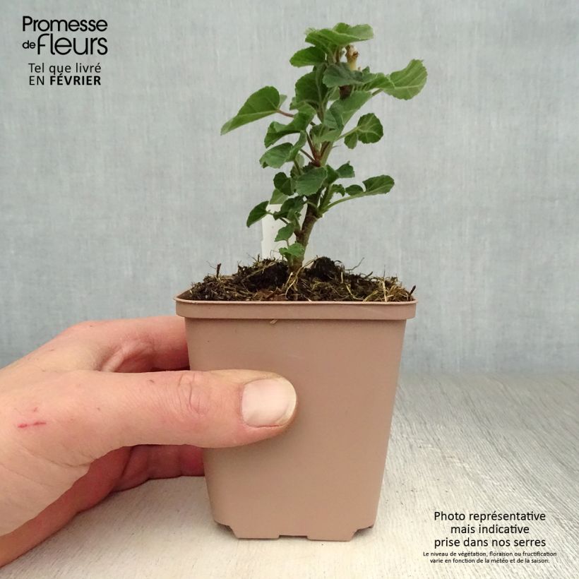 Lavatera Blushing Bride Maceta de 8/9 cm Ejemplar entregado en invierno