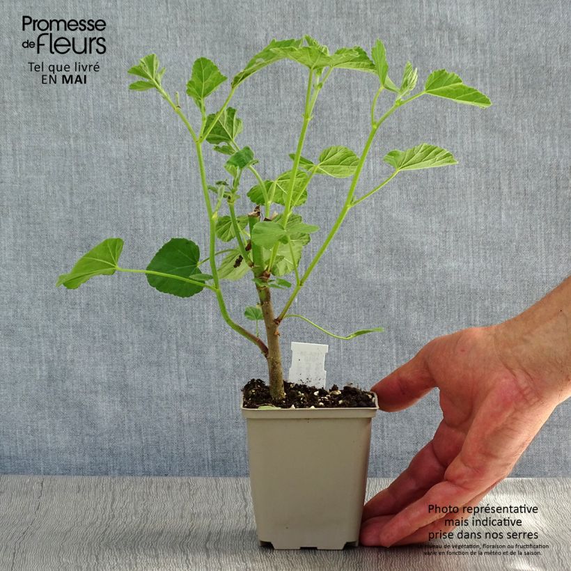 Lavatera Blushing Bride Maceta de 8/9 cm Ejemplar entregado en la primavera