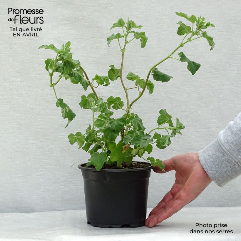 Lavatera Burgundy Wine Maceta 2L/3L Ejemplar entregado en la primavera