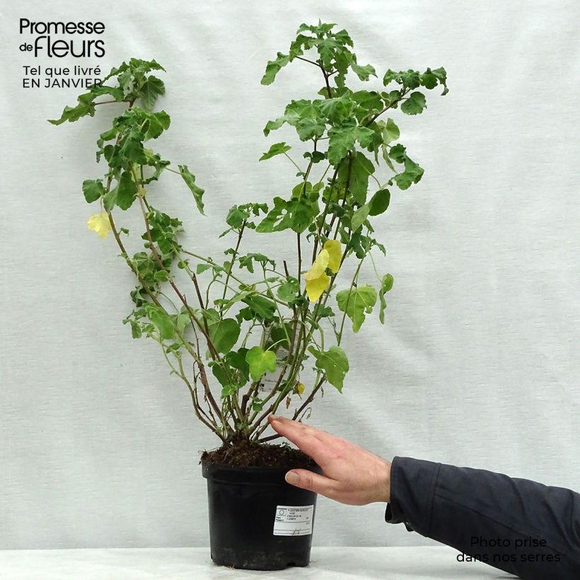 Lavatera Burgundy Wine Maceta 2L/3L Ejemplar entregado en invierno