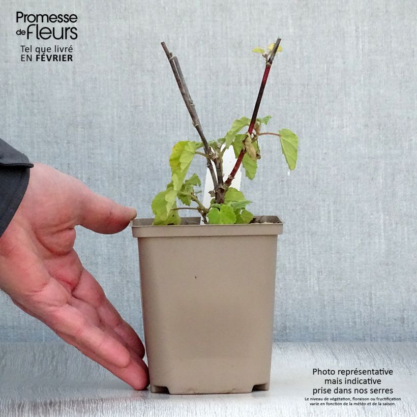 Lavatera Burgundy Wine Maceta de 8/9 cm Ejemplar entregado en invierno