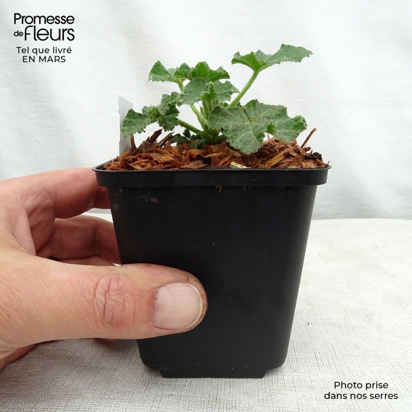 Lavatera White Angel Maceta de 8/9 cm Ejemplar entregado en la primavera