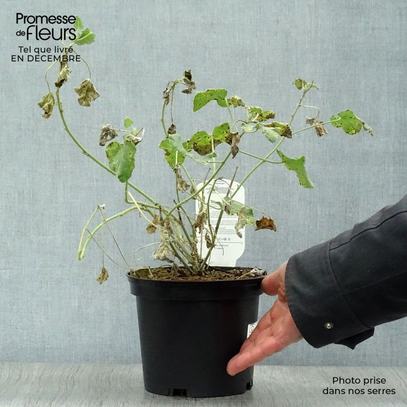 Lavatera olbia Rosea Maceta 2L/3L Ejemplar entregado en invierno