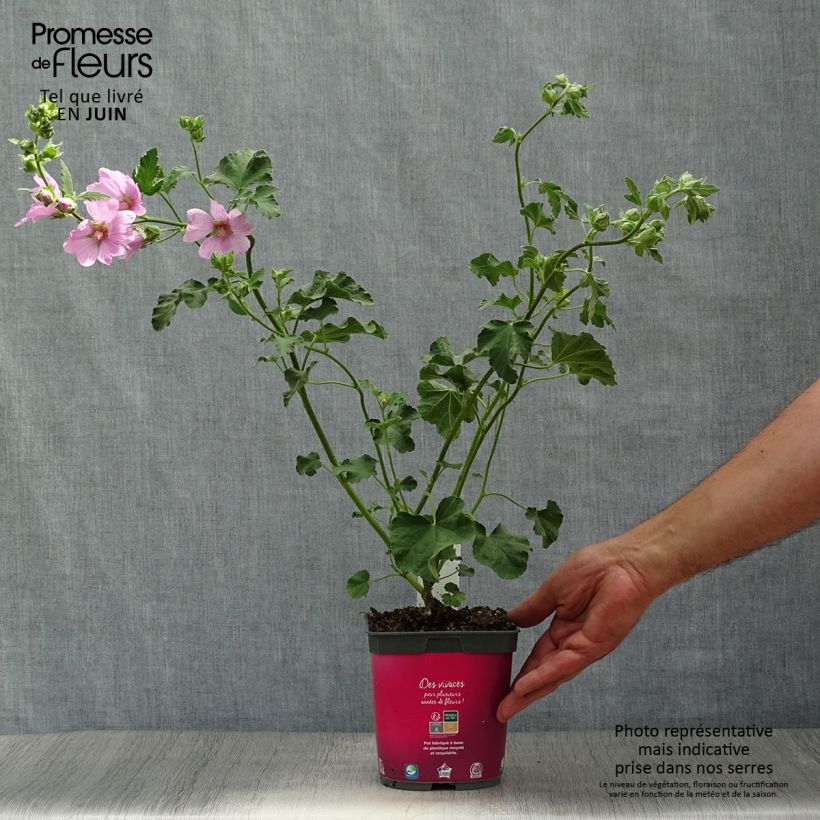 Ejemplar de Lavatera olbia Rosea Maceta 2L/3L entregado en verano
