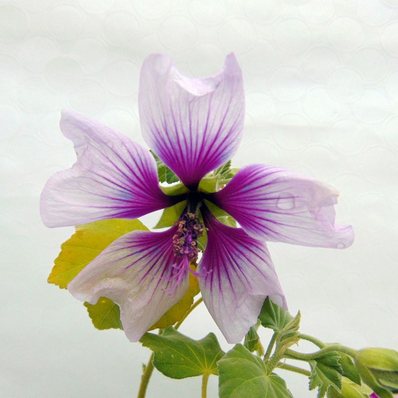 Lavatera maritima Bicolor (Floración)