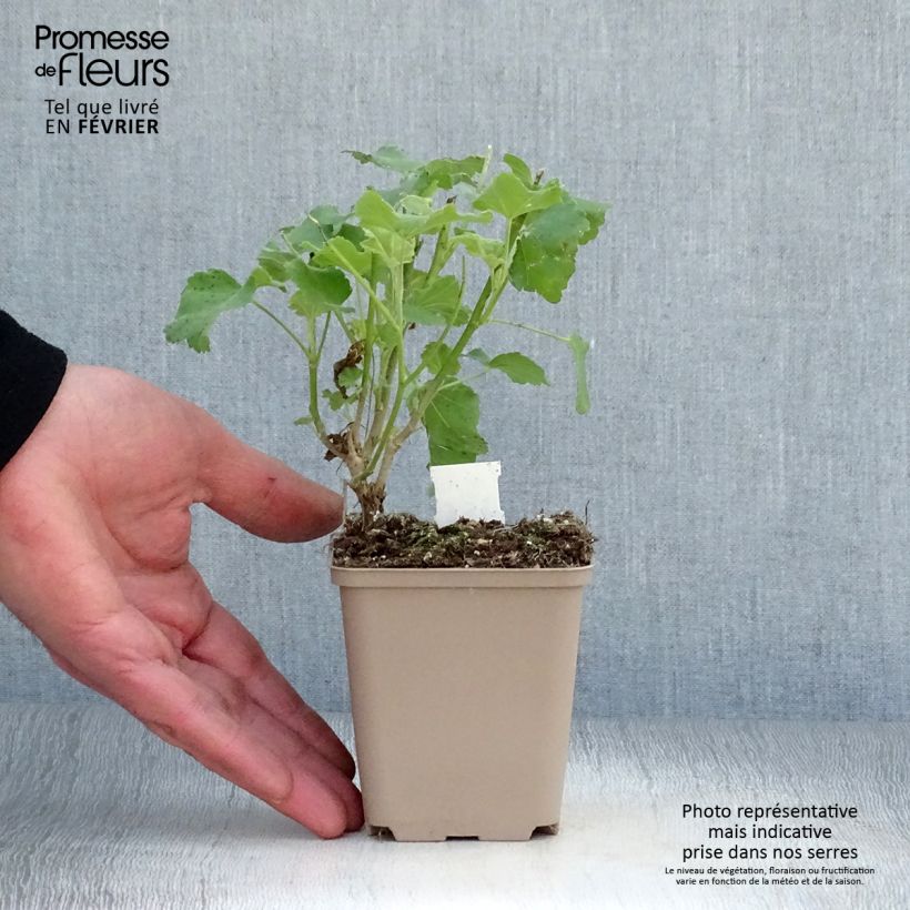 Lavatera maritima Bicolor Maceta de 8/9 cm Ejemplar entregado en invierno