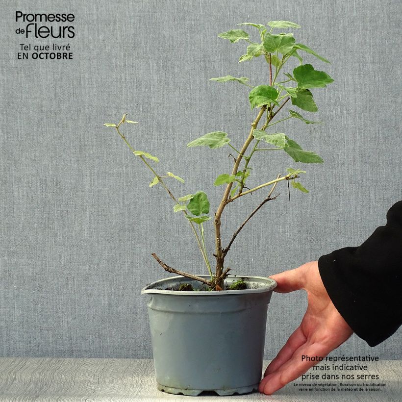 Ejemplar de Lavatera thuringiaca Bredon Springs Maceta 2L/3L entregado en otoño