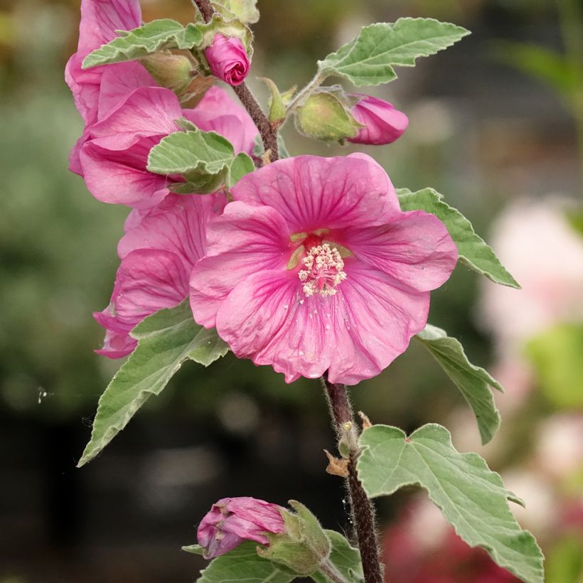 Lavatera thuringiaca Bredon Springs (Floración)