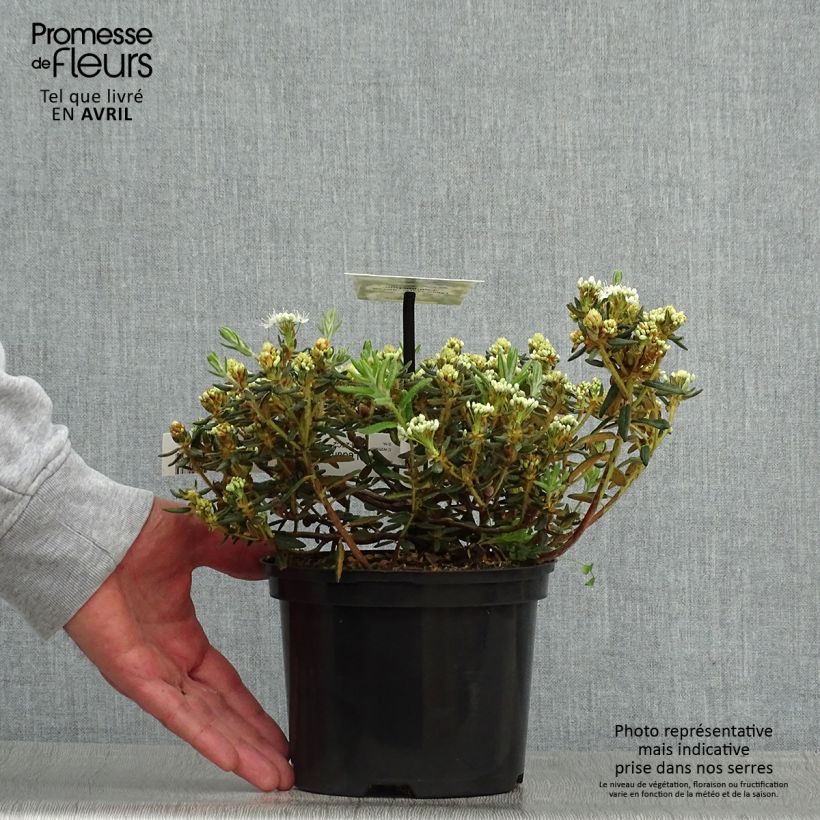 Ledum groenlandicum Compactum Maceta 2L/3L Ejemplar entregado en la primavera