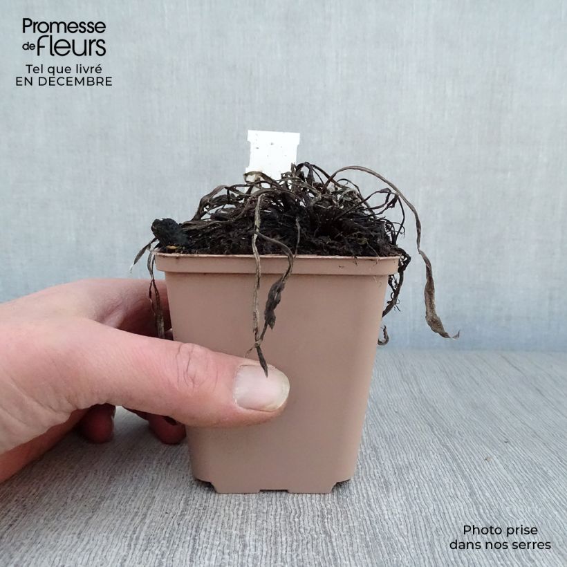 Leontopodium alpinum Blossom of Snow - Flor de las nieves Maceta de 8/9 cm Ejemplar entregado en invierno