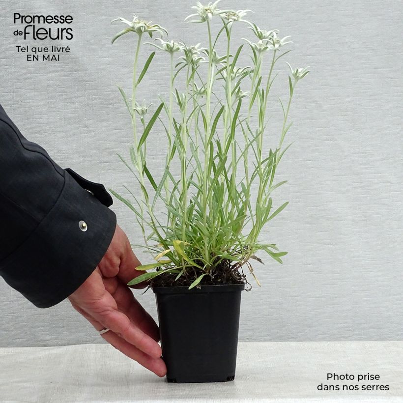 Leontopodium alpinum Blossom of Snow - Flor de las nieves Maceta de 8/9 cm Ejemplar entregado en la primavera