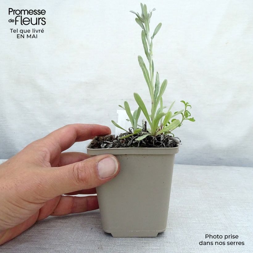 Leontopodium alpinum Mont Blanc - Flor de las nieves Maceta de 8/9 cm Ejemplar entregado en la primavera