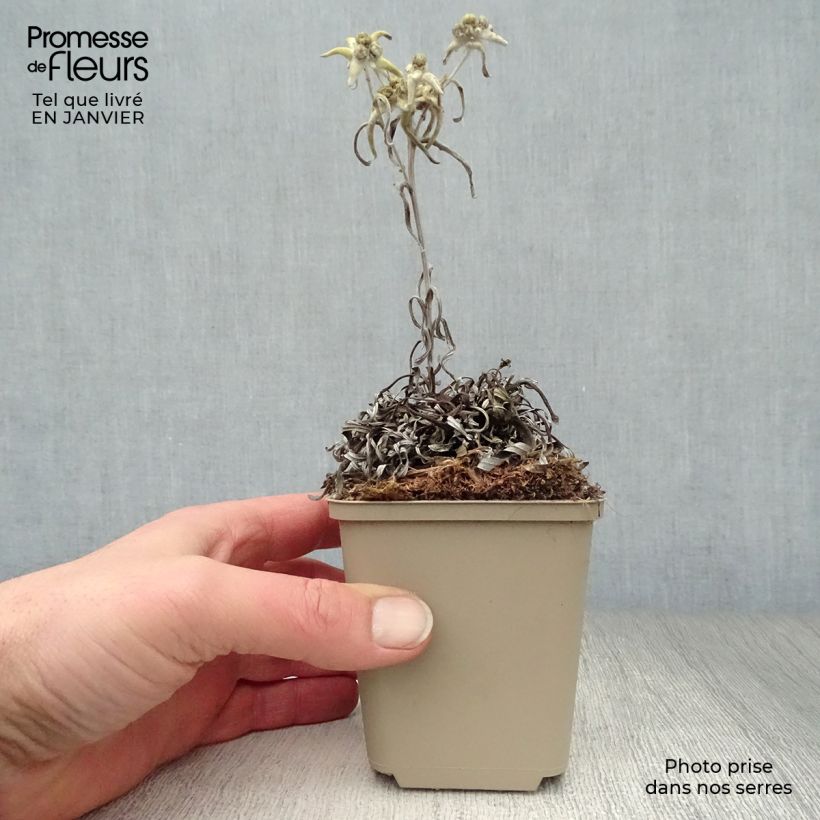 Leontopodium alpinum Mont Blanc - Flor de las nieves Maceta de 8/9 cm Ejemplar entregado en invierno