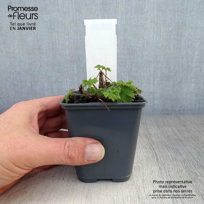 Leonurus cardiaca - Agripalma Maceta de 8/9 cm Ejemplar entregado en invierno