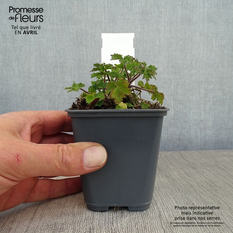 Leonurus cardiaca - Agripalma Maceta de 8/9 cm Ejemplar entregado en la primavera