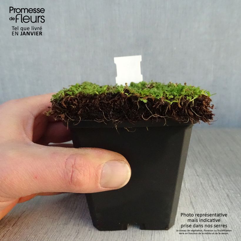 Leptinella dioica Minima Maceta de 8/9 cm Ejemplar entregado en invierno