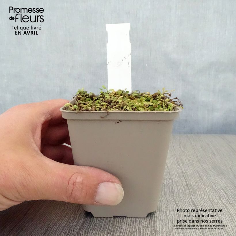 Leptinella dioica Minima Maceta de 8/9 cm Ejemplar entregado en la primavera