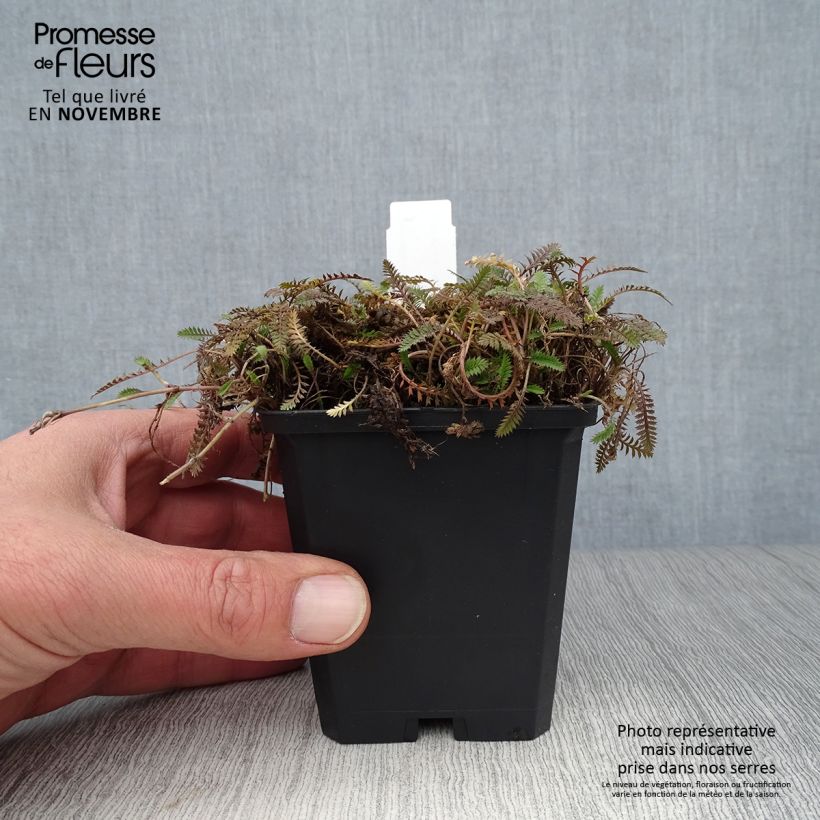 Ejemplar de Leptinella potentillina Maceta de 8/9 cm entregado en otoño