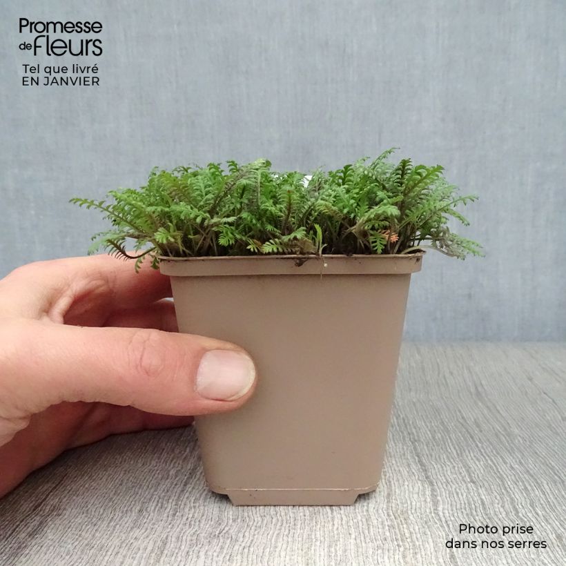 Leptinella squalida Platt's Black Maceta de 8/9 cm Ejemplar entregado en invierno