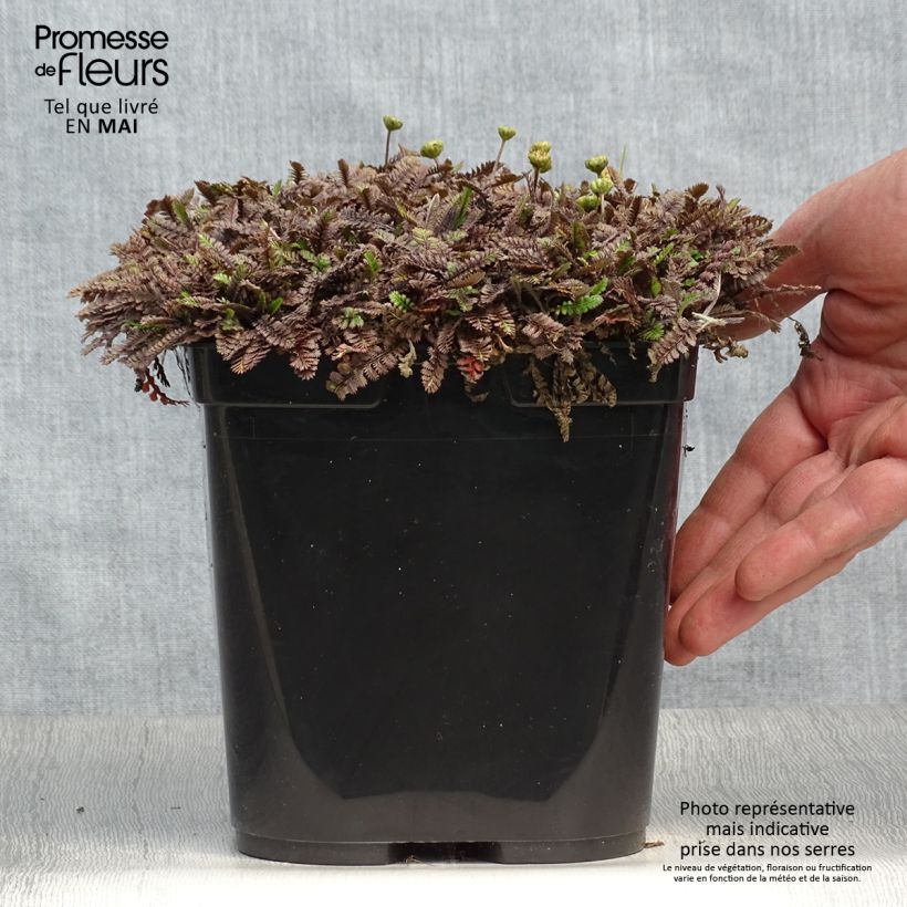 Leptinella squalida Platt's Black Maceta 3L/4L Ejemplar entregado en la primavera
