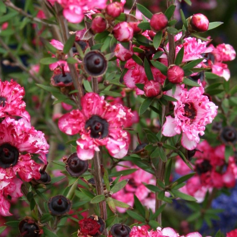 Leptospermum scoparium Coral candy (Follaje)