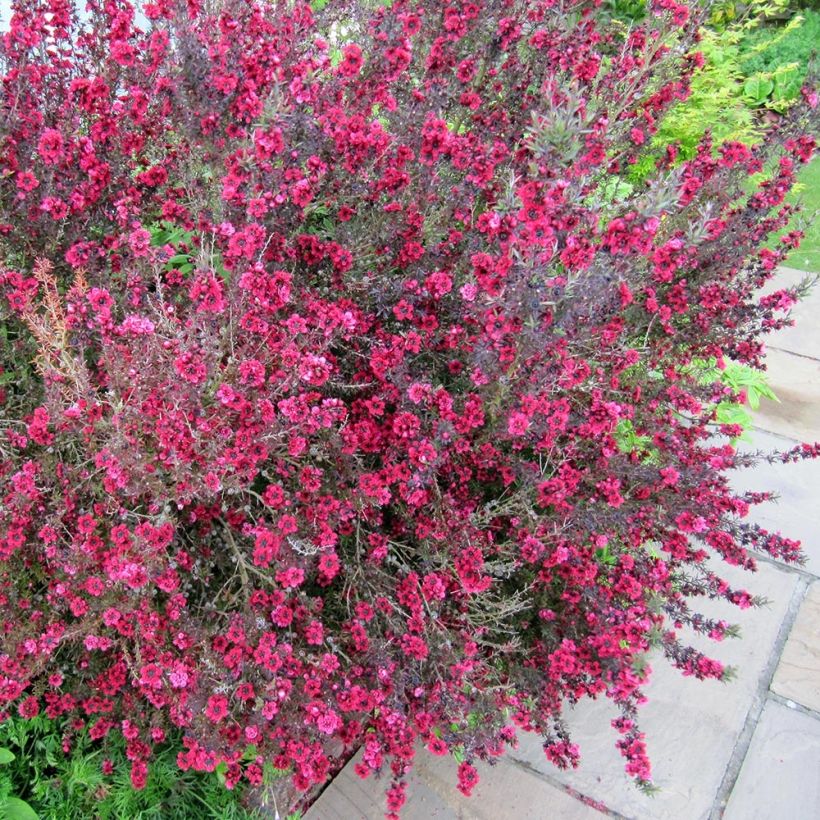 Leptospermum scoparium Coral candy (Porte)