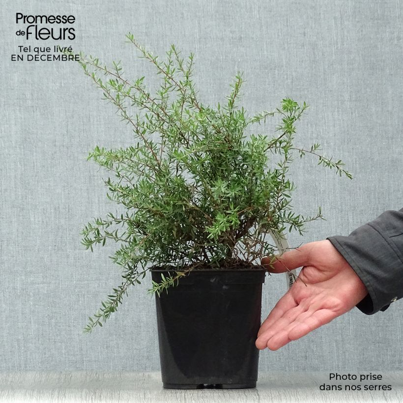 Leptospermum scoparium Coral candy Maceta 2L/3L Ejemplar entregado en invierno