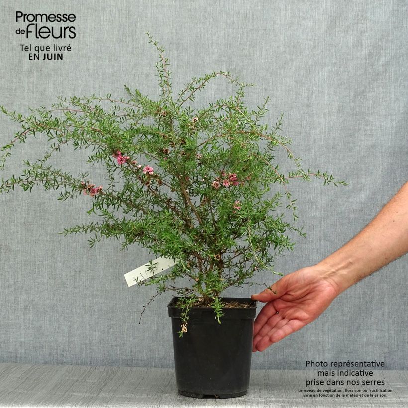 Ejemplar de Leptospermum scoparium Coral candy Maceta 2L/3L entregado en verano