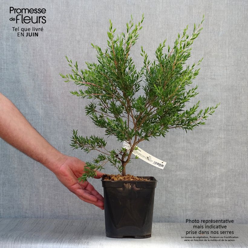 Ejemplar de Leptospermum Karo Pearl Star Maceta 2L/3L entregado en verano